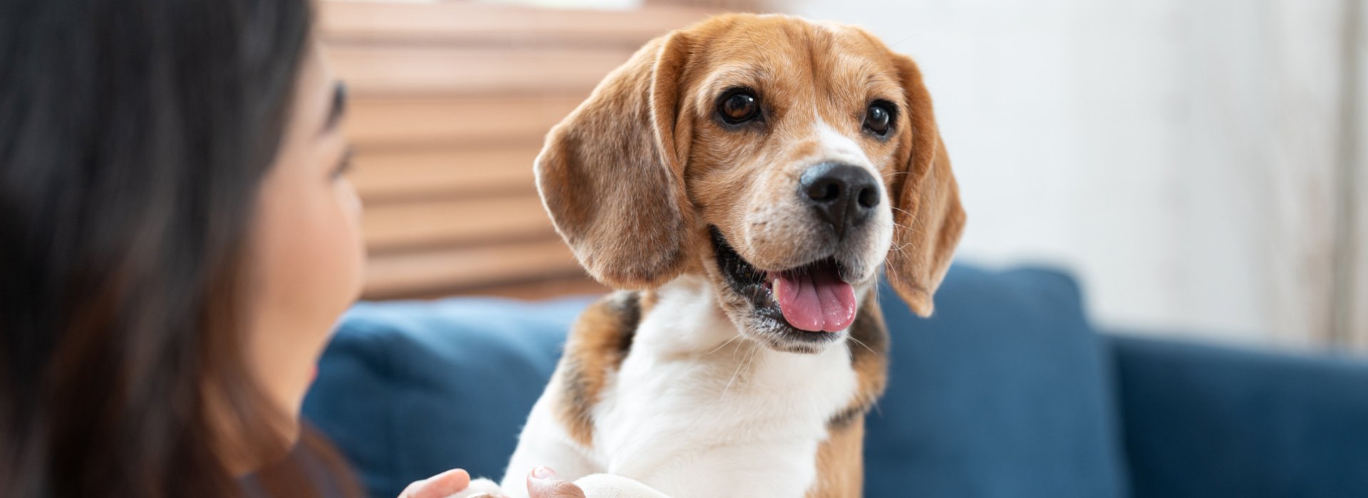 Pet Policy At Hotel ICON, Autograph Collection, Houston, Texas